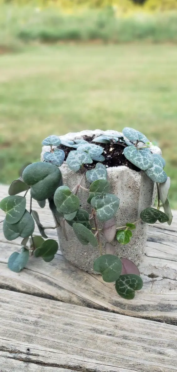 Create Your Own Honourable Concrete Planter With This Easy Diy Project!