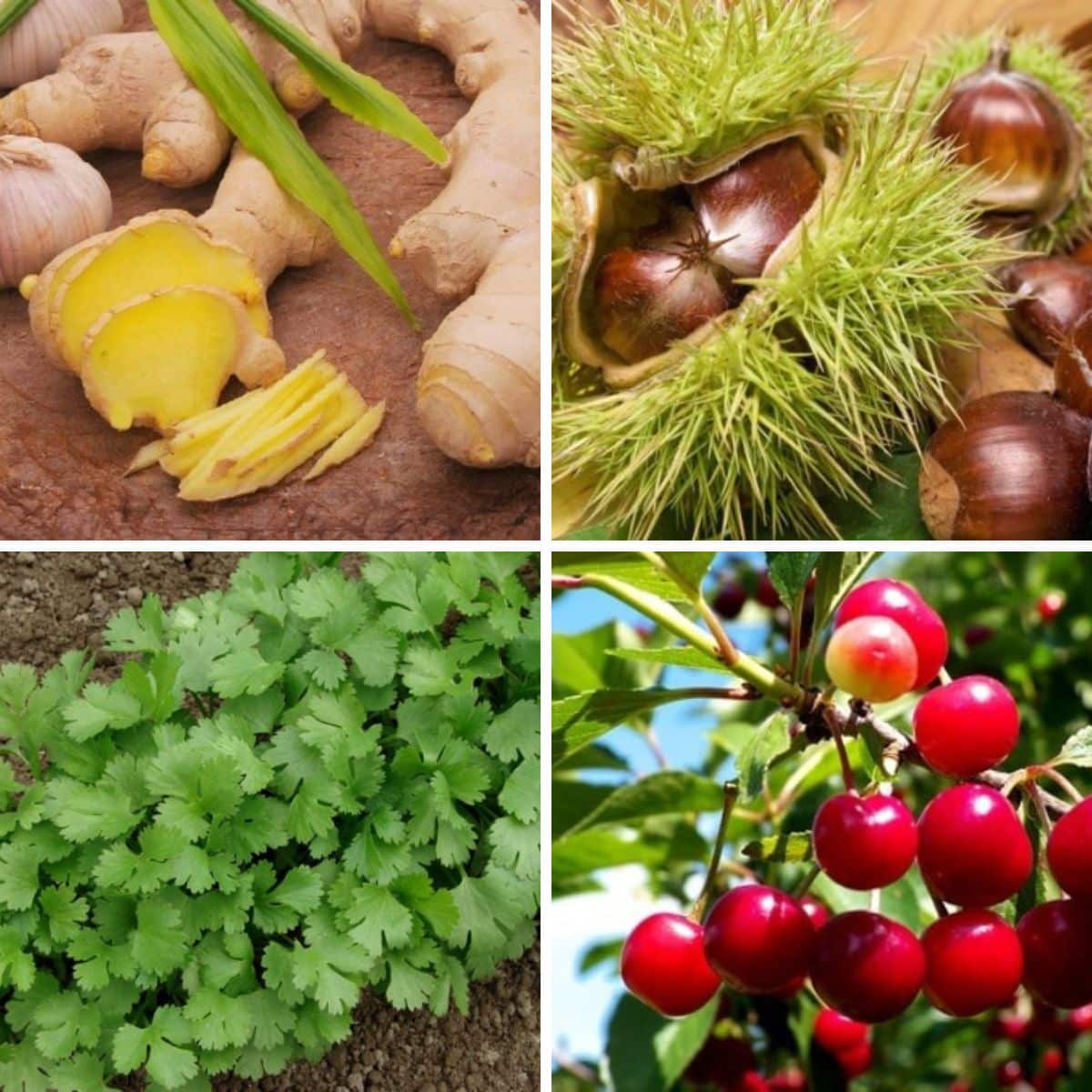 Discover 18 Foods To Buy Once And Regrow Forever